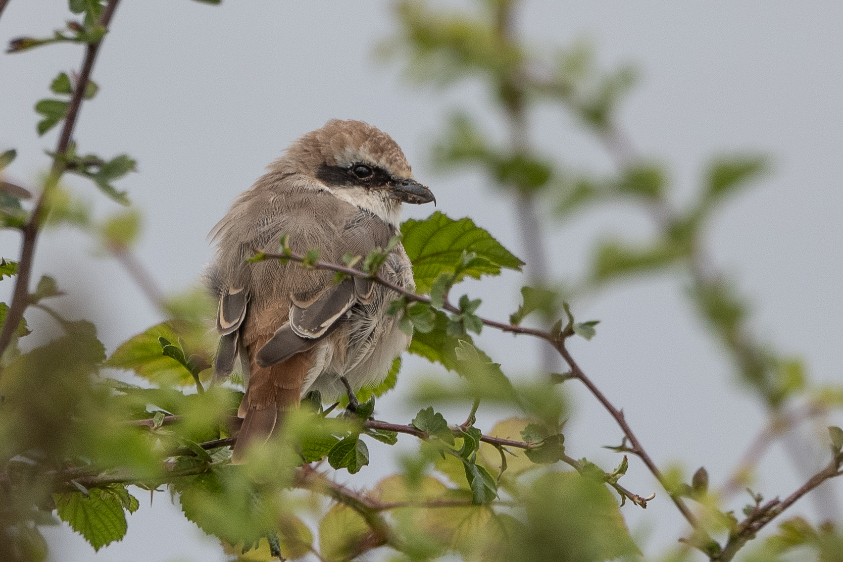 Red-tailed Shrike