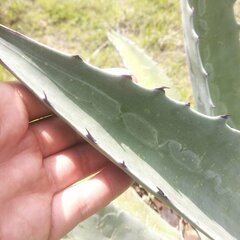 Agave