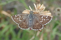 Pyrgus carthami