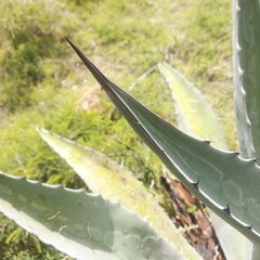 Agave