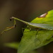 Parastagmatoptera flavoguttata - Photo (c) Roger Le Guen, alguns direitos reservados (CC BY-NC), uploaded by Roger Le Guen