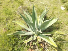 Agave