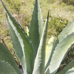 Agave