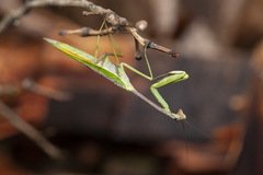 Stagmatoptera supplicaria