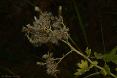 Jungia sellowii