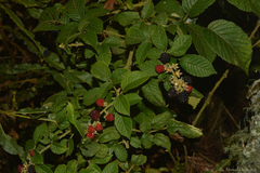 Rubus sellowii