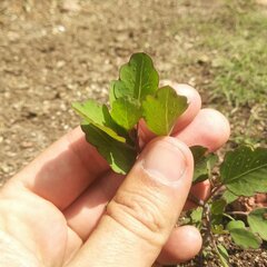 Porophyllum ruderale