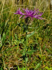 Centaurea nervosa