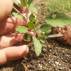 Porophyllum ruderale