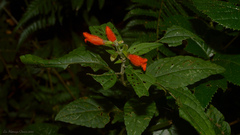 Salvia melissiflora