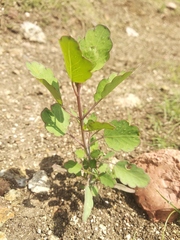 Porophyllum ruderale