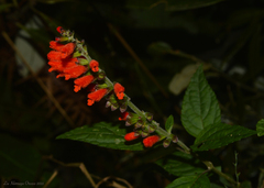 Salvia melissiflora