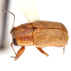 Pachybrachis brunneus