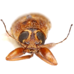 Pachybrachis brunneus