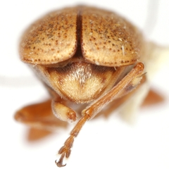 Pachybrachis brunneus