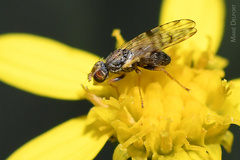 Campiglossa sororcula