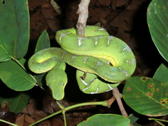 Corallus caninus