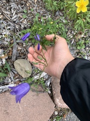 Campanula lasiocarpa
