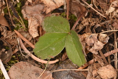 Fragaria virginiana glauca