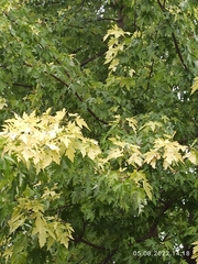 Acer saccharinum