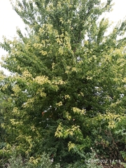 Acer saccharinum