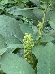 Phytolacca acinosa