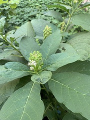 Phytolacca acinosa