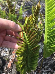 Polypodium pellucidum vulcanicum