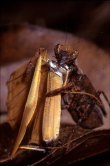 Raptrix perspicua