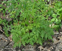 Anthriscus sylvestris