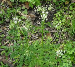 Anthriscus sylvestris