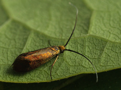 Nemophora cupriacella