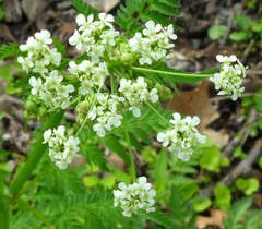 Anthriscus sylvestris