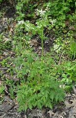 Anthriscus sylvestris