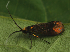 Nemophora cupriacella