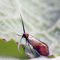 Nemophora cupriacella