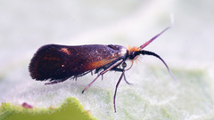 Nemophora cupriacella