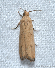 Bactra priapeia