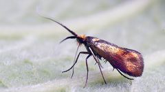 Nemophora cupriacella