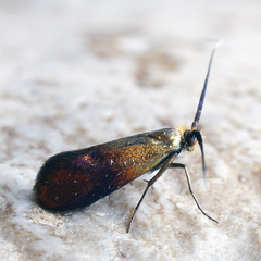 Nemophora cupriacella