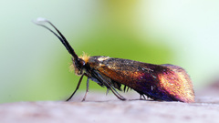 Nemophora cupriacella