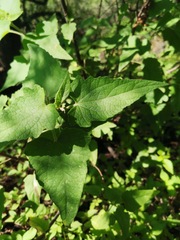 Montanoa tomentosa