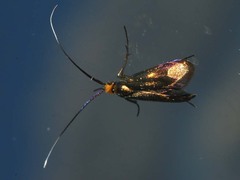 Nemophora cupriacella