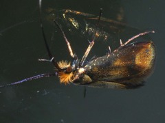 Nemophora cupriacella