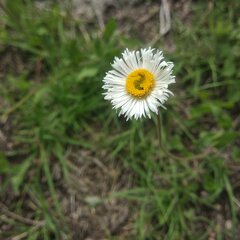 Erigeron