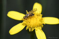 Campiglossa sororcula