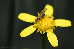 Campiglossa sororcula