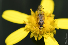 Campiglossa sororcula