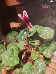 Cyclamen