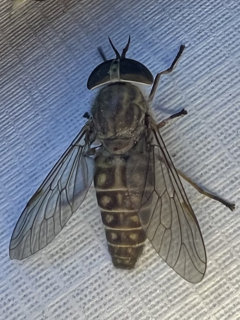 Tabanus sackeni
